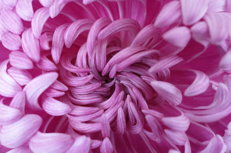 Light Purple Flower Center of Chrysanthemum 'Atsumono' in Full Bloomの写真素材