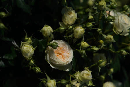 White Flower of Rose 'Clarice' in Full Bloom