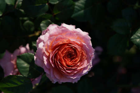 Light Purple Flower of Rose 'Eisvogel' in Full Bloomの写真素材