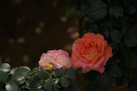 Cream and Pink Flower of Rose 'Elle' in Full Bloom