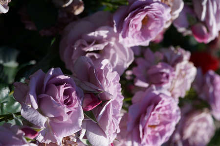 Light Purple Flower of Rose 'Enchanted Evening' in Full Bloom