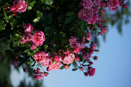 Variegated, Pink and White Flower of Rose 'Framboise Vanille' in Full Bloomの写真素材