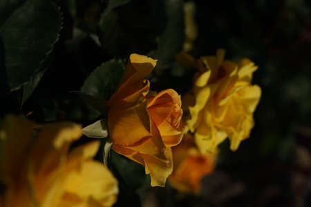 Yellow Flower of Rose 'Inka' in Full Bloomの写真素材