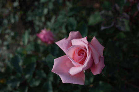 Light Pink Flower of Rose 'America's Junior Miss' in Full Bloom
