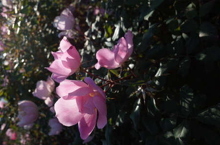 Light Pink Flower of Rose 'Brushing Knock Out' in Full Bloomの写真素材