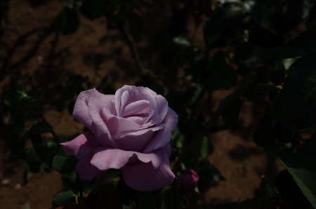 Light Purple Flower of Rose 'Charles de Gaulle' in Full Bloomの写真素材