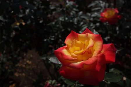 Yellow blend Flower of Rose 'Charleston' in Full Bloom
