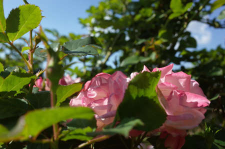 Light Pink Flower of Rose 'Cl. President L. Senghor' in Full Bloomの写真素材
