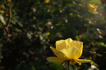 Yellow Flower of Rose 'Dancing Girl of Izu' in Full Bloomの写真素材