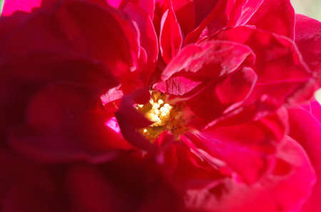 Red Flower of Rose 'Duett Balconia' in Full Bloomの写真素材