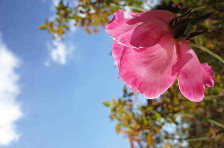 Light Pink Flower of Rose 'First F. Renaissance' in Full Bloomの写真素材