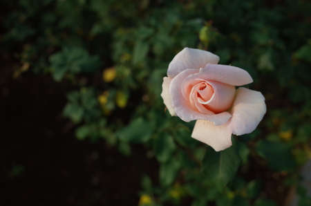 Light Cream Flower of Rose 'French Lace' in Full Bloomの写真素材