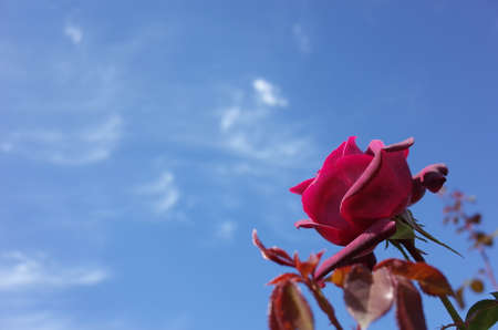 Red Flower of Rose 'Grafin Diana' in Full Bloomの写真素材