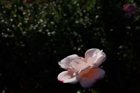 Light Pink Flower of Rose 'Gretel' in Full Bloomの写真素材