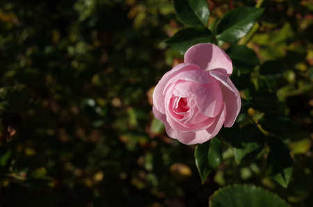 Light Pink Flower of Rose 'Hans Gonewein' in Full Bloomの写真素材