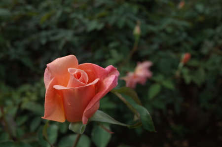 Apricot Flower of Rose 'Helen Traubel' in Full Bloom