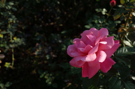 Pink Flower of Rose 'Magali' in Full Bloom