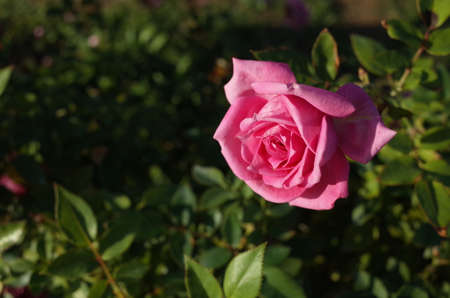 Light Pink Flower of Rose 'Overnight Scentsation' in Full Bloomの写真素材