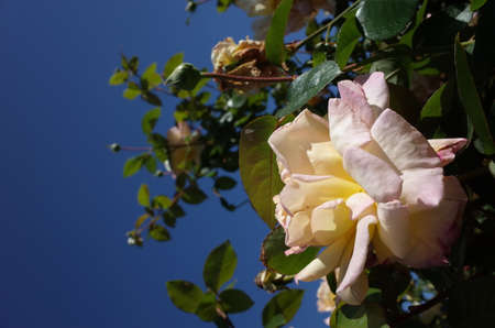 Light Cream Flower of Rose 'Peace' in Full Bloomの写真素材