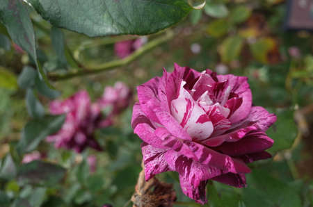 Light Purple Flower of Rose 'Purple Tiger' in Full Bloomの写真素材