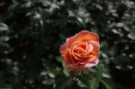 Apricot Flower of Rose 'Silva' in Full Bloom