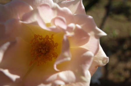 Faint Pink Flower of Rose 'Ukigumo' in Full Bloomの写真素材