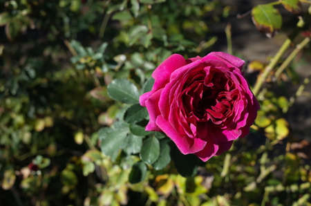 Red Flower of Rose 'William Shakespeare 2000' in Full Bloomの写真素材