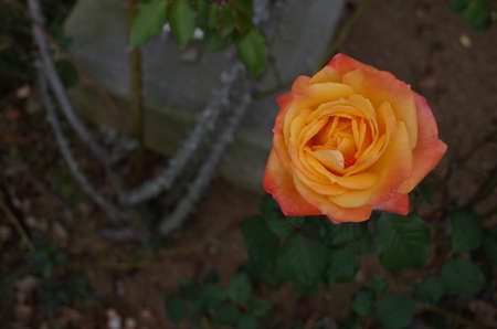 Yellow blend Flower of Rose 'Yachiyonishiki' in Full Bloomの写真素材