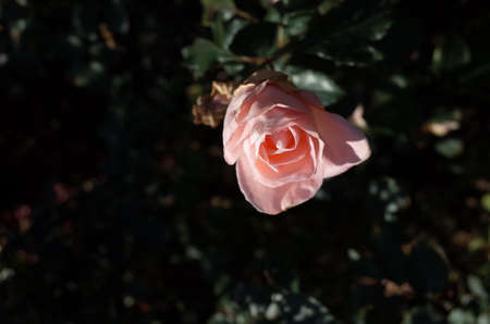 Light Pink Flower of Rose 'Yuka' in Full Bloom