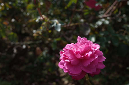 Light Pink Flower of Rose 'Yves Piaget' in Full Bloomの写真素材