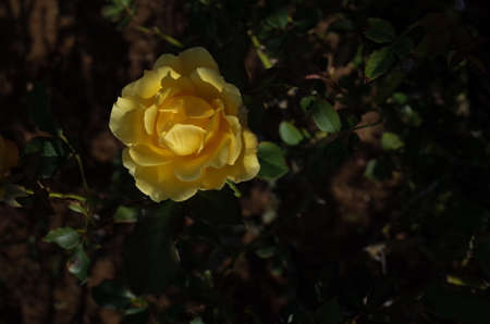 Light Yellow Rose Flower in Full Bloom
