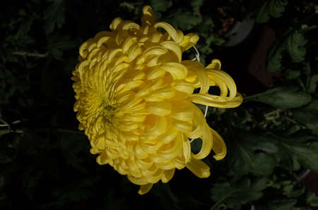 Yellow Flower Center of Chrysanthemum 'Atsumono' in Full Bloomの写真素材