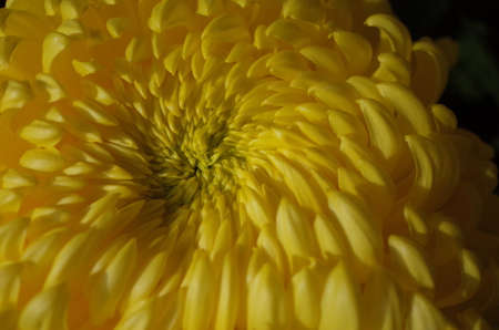 Yellow Flower Center of Chrysanthemum 'Atsumono' in Full Bloomの写真素材