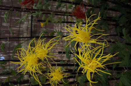 Light Yellow Flowers of Chrysanthemum 'Saga Giku' in Full Bloom
