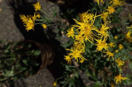 Yellow Flowers of Chrysanthemum 'Edo Giku' in Full Bloom