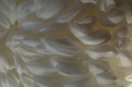 Soft Light Cream Flower Center of Chrysanthemum 'Atsumono' in Full Bloomの写真素材