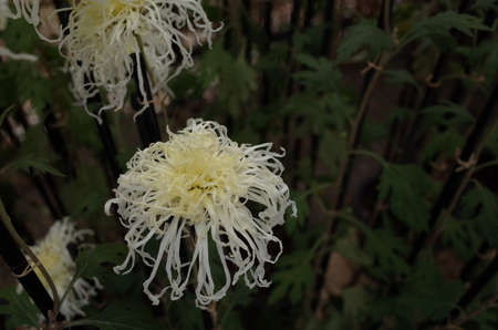 Light Cream Flowers of Chrysanthemum 'Ise Giku' in Full Bloom