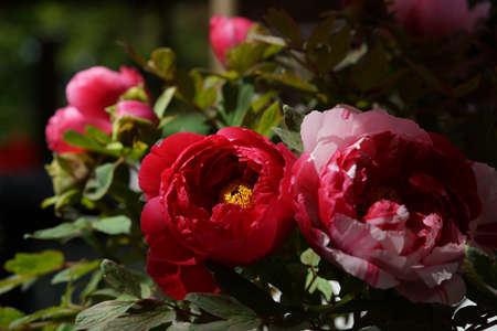 Light Red Flower of Peony in Full Bloomの写真素材