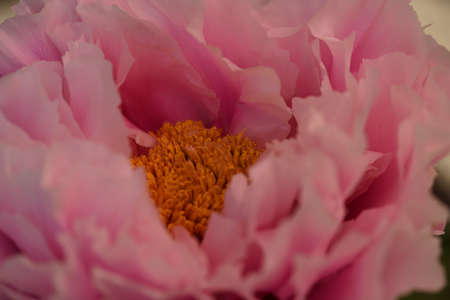 Faint Pink Flower of Peony in Full Bloomの写真素材