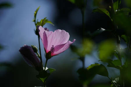 Light Pink Flowers of Rose of Sharon in Full Bloomの写真素材