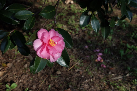 Light Pink Flower of Camellia Sasanqua in Full Bloomの写真素材