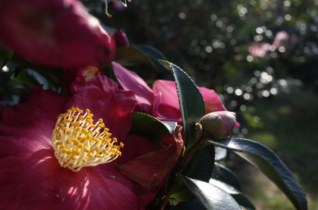 Red Flower of Camellia Sasanqua in Full Bloomの写真素材
