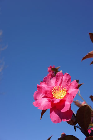 Pink Flower of Camellia Sasanqua in Full Bloomの写真素材