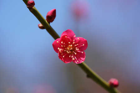Red Flowers of Japanese Apricot in Full Bloomの写真素材