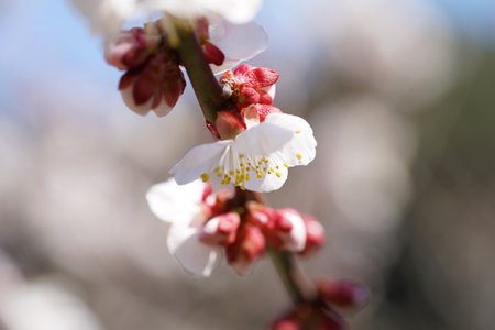 White Flowers of Japanese Apricot in Full Bloomの写真素材