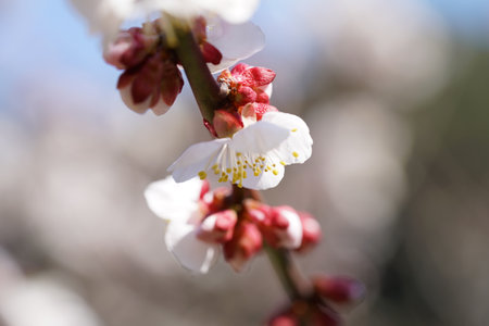 White Flowers of Japanese Apricot in Full Bloomの素材 [FY310161039079]