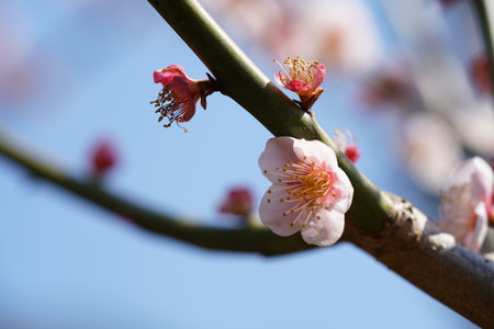 White Flowers of Japanese Apricot in Full Bloomの写真素材