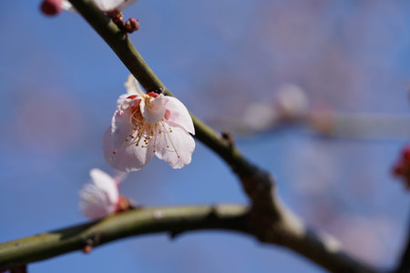 Faint Pink Flowers of Japanese Apricot in Full Bloomの写真素材