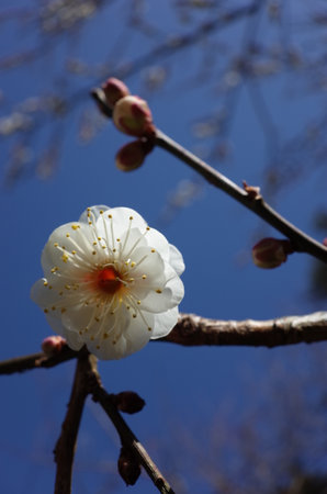 White Flowers of Japanese Apricot in Full Bloomの写真素材
