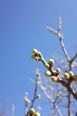 White Flowers of Japanese Apricot in Full Bloom